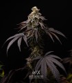 Persian Mood (Bacio Gelato x Sherbet-Z)