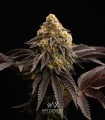 Titanium OG Kush (Runtz x Sherbet-Z x Truffle Gas 5)
