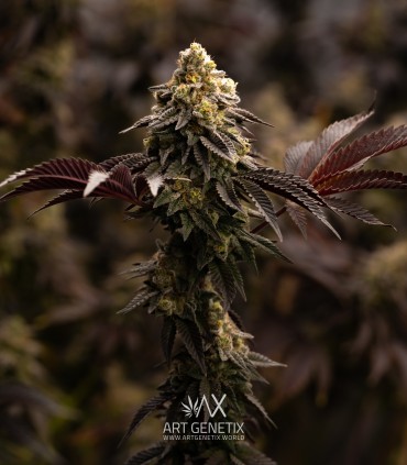 Titanium OG Kush (Runtz x Sherbet-Z x Truffle Gas 5)