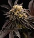 Titanium OG Kush (Runtz x Sherbet-Z x Truffle Gas 5)