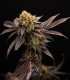 Titanium OG Kush (Runtz x Sherbet-Z x Truffle Gas 5)