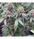 Blood Diamonds 2.0 (Red Kachina 2.0 x Zapplez)