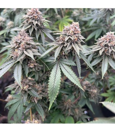 Blood Diamonds 2.0 (Red Kachina 2.0 x Zapplez)