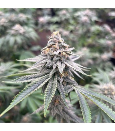 Blood Diamonds 2.0 (Red Kachina 2.0 x Zapplez)