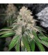 Frozen Rose (Rose x Sour Apple Runtz)