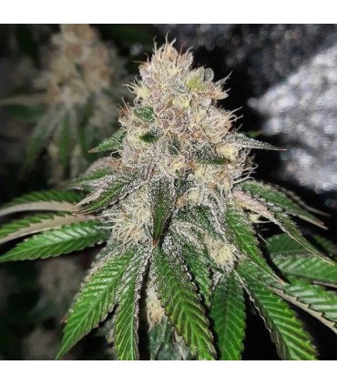 Frozen Rose (Rose x Sour Apple Runtz)