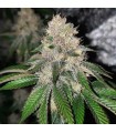 Frozen Rose (Rose x Sour Apple Runtz)