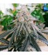 Frozen Rose (Rose x Sour Apple Runtz)