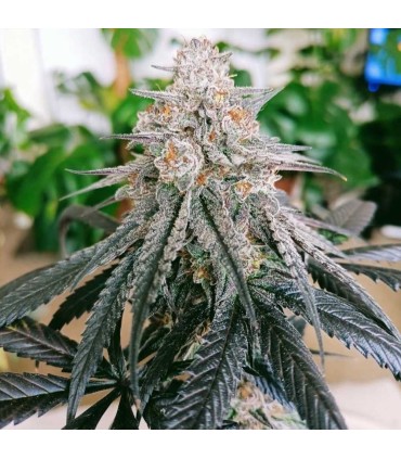 Frozen Rose (Rose x Sour Apple Runtz)