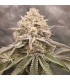 Orange Runtz Cake 2.0 (Orange Runtz Cake x Zapplez)