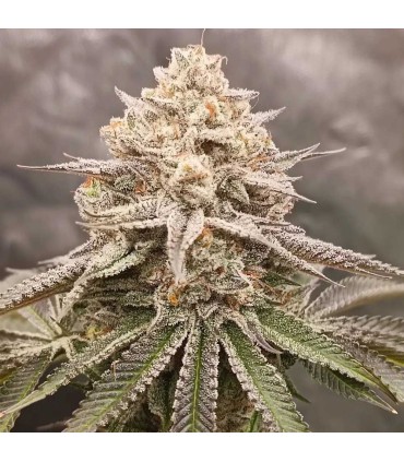 Orange Runtz Cake 2.0 (Orange Runtz Cake x Zapplez)