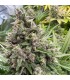 Pink Quavers (Exodus Cheese x Pink WaferZ)