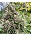 Pink Quavers (Exodus Cheese x Pink WaferZ)