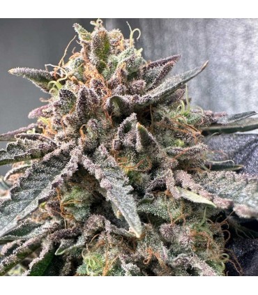 Pink Zheez (Rainbow Beltz 1.0 x Exodus Cheese x Pink WaferZ)