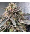 Pink Zheez (Rainbow Beltz 1.0 x Exodus Cheese x Pink WaferZ)