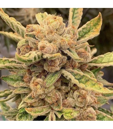Sour Cuntz (Conscious Kush V1 x Sour Apple Runtz)