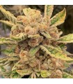 Sour Cuntz (Conscious Kush V1 x Sour Apple Runtz)
