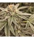 Sour Cuntz (Conscious Kush V1 x Sour Apple Runtz)