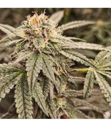 Sour Cuntz (Conscious Kush V1 x Sour Apple Runtz)