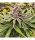 Sour Mc Kuntz (McKushers x Sour Apple Runtz)