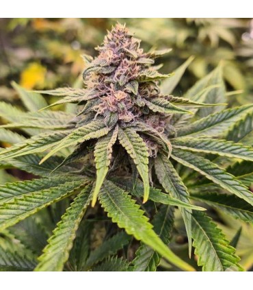 Sour Mc Kuntz (McKushers x Sour Apple Runtz)