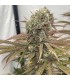 Zapplewoodz (Zapplez x Exodus Cheese)