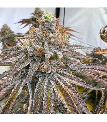 Zapplez 2.0 (Rainbow Beltz x Zapplez)