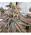 Zapplez 2.0 (Rainbow Beltz x Zapplez)