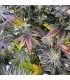 Zapplez 2.0 (Rainbow Beltz x Zapplez)