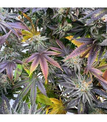 Zapplez 2.0 (Rainbow Beltz x Zapplez)