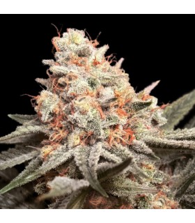 Rainbow Mint (Rainbow Sherbet x Kush Mints)