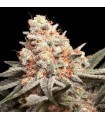 Rainbow Mint (Rainbow Sherbet x Kush Mints)