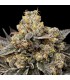 Biscotti Zkittlez