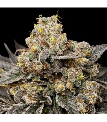 Biscotti Zkittlez
