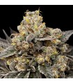 Biscotti Zkittlez