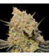 Gelato Mint