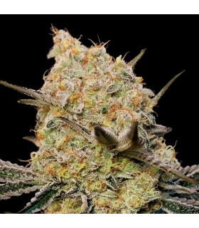 Gelato Mint