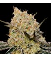 Gelato Mint