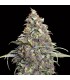 Grand Daddy Purple