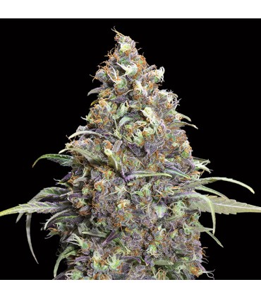 Grand Daddy Purple