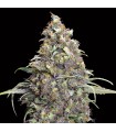 Grand Daddy Purple