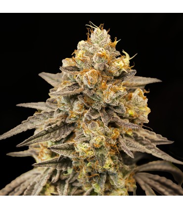 Auto Biscotti Zkittlez