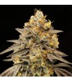 Auto Biscotti Zkittlez