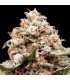 Auto Rainbow Mint