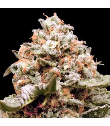 Auto Rainbow Mint