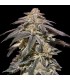 Auto Apple Bananas