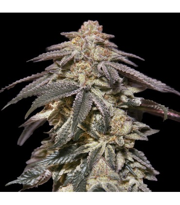 Auto Apple Bananas