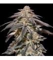 Auto Apple Bananas