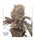 Candy Bubatz Auto XL (Auto Bubble Gum x Auto Critical Orange Punch)