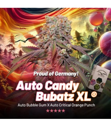 Candy Bubatz Auto XL (Auto Bubble Gum x Auto Critical Orange Punch)
